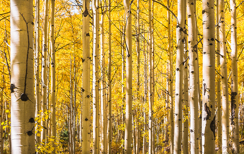 Aspen trees in Autumn, Maroon Bells Wilderness, Aspen Colorado