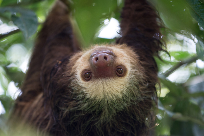 Sloths in Central America