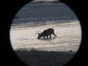 mule deer drinking