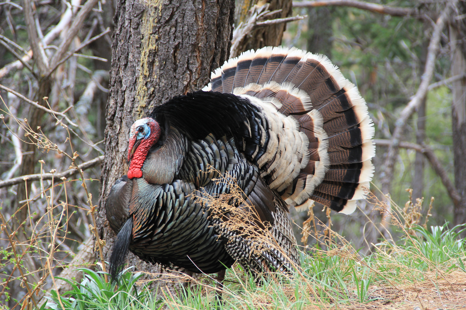 information on Turkey hunting season in Colorado
