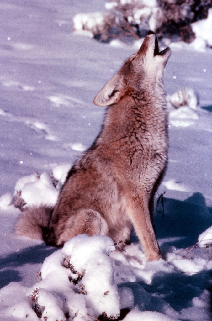 Coyote sighting in Denver in February