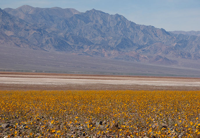 Fields of Desert Gold are still putting on a spectacular wildflower display south of Badwater in Death Valley National Park Nps.gov photo by Dianne Milliard