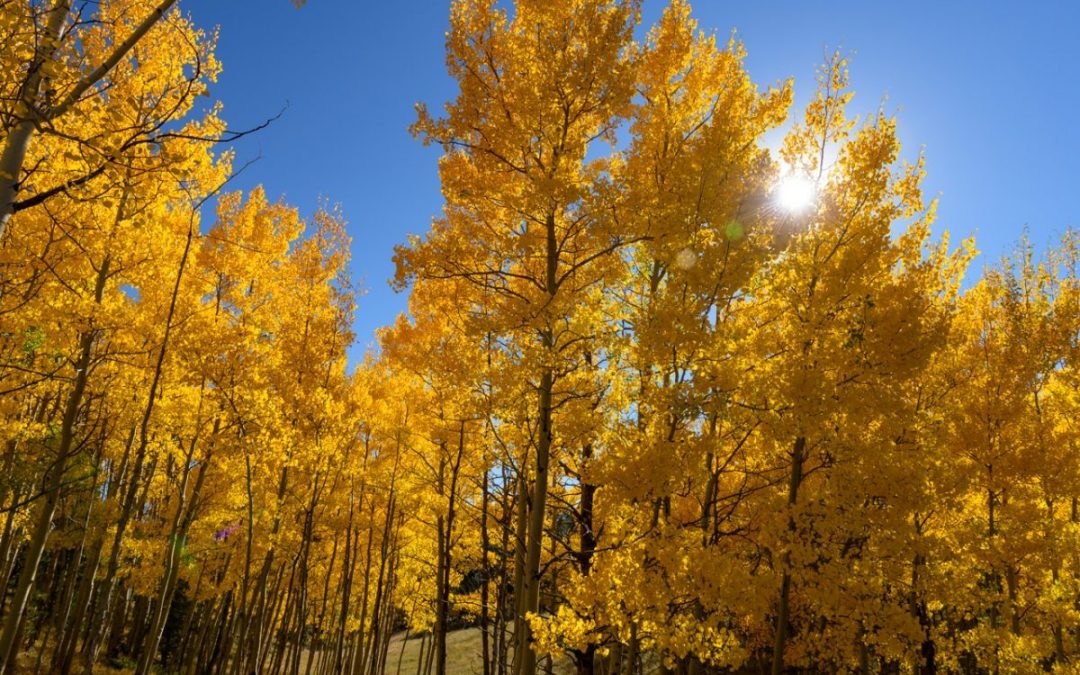 Colorado fall colors