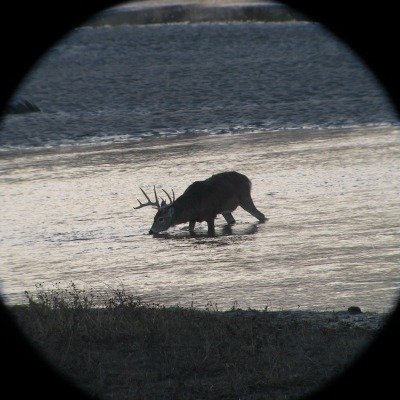 mule deer in water
